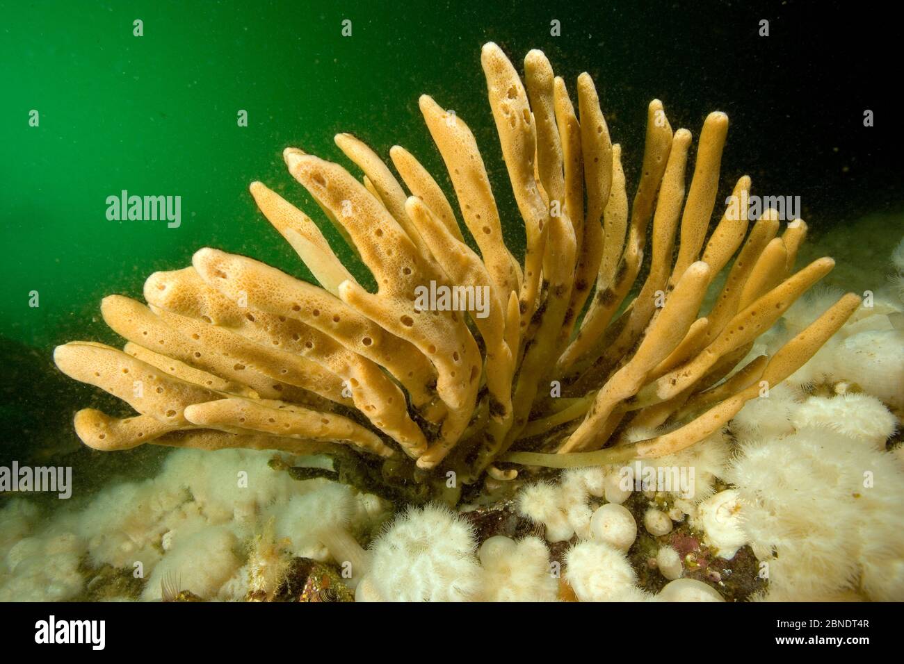 Finger sponge (Isodictya quatsinoensis) Vancouver Island, British Columbia, Canada, Pacific Ocean Stock Photo