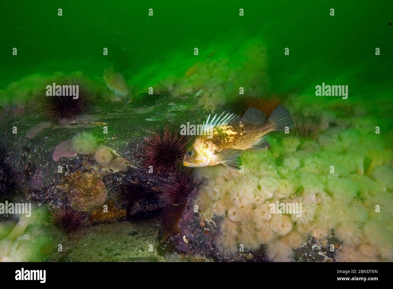 Quillback rockfish (Sebaster maliger) Vancouver Island, British
