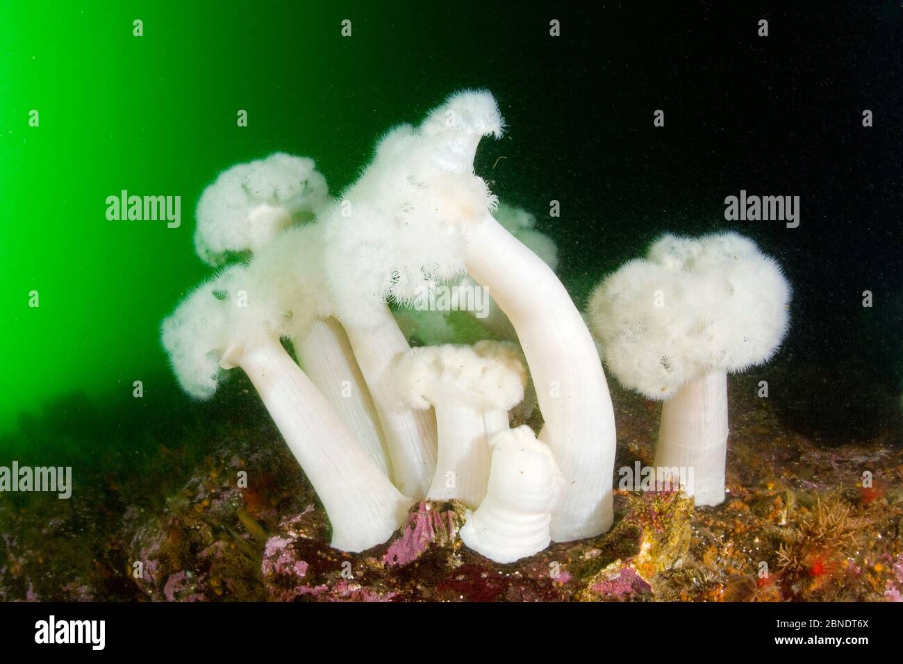 White-plumed anemone (Metridium senile) Vancouver Island, British Columbia, Canada, Pacific Ocean Stock Photo