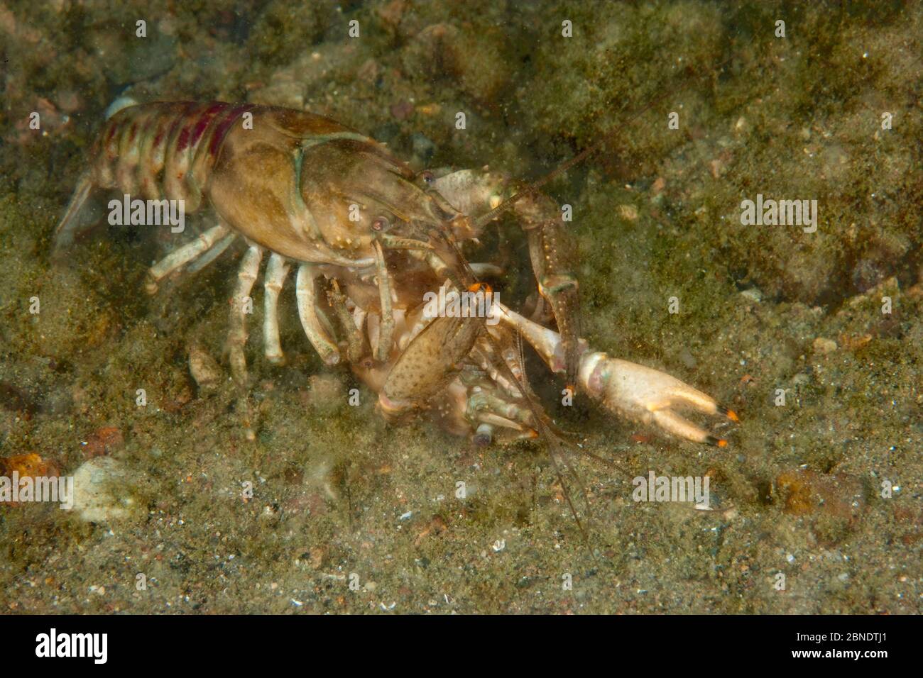 North American crayfish (Orconectes limosus) pair mating, Lake Lugano, Ticino, Switzerland, November. Stock Photo