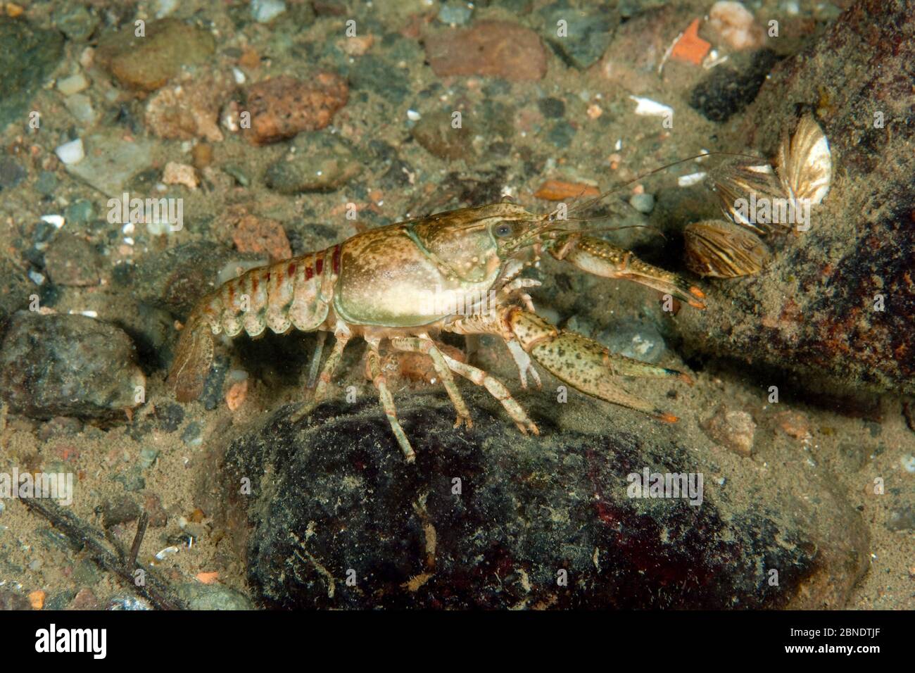 North American crayfish (Orconectes limosus), Lake Lugano, Ticino, Switzerland, November. Stock Photo