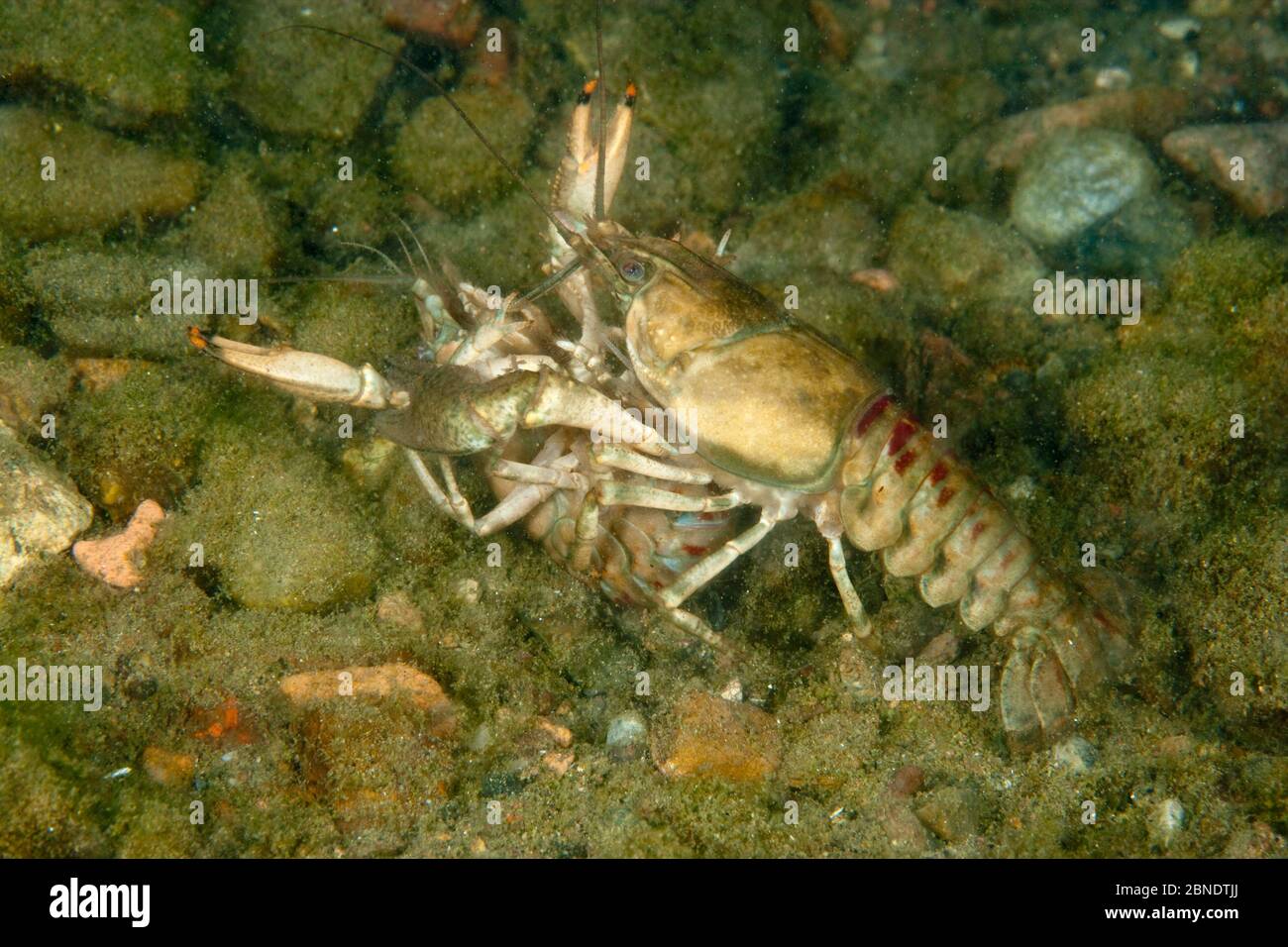 North American crayfish (Orconectes limosus) pair mating, Lake Lugano, Ticino, Switzerland Stock Photo