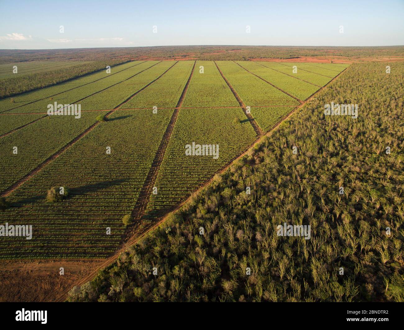 Aerial view of Sisal (Agave sisalana) plantation alongside spiny forest containing Octopus trees (Didiera madagascariensis) Berenty, Madagascar, Octob Stock Photo