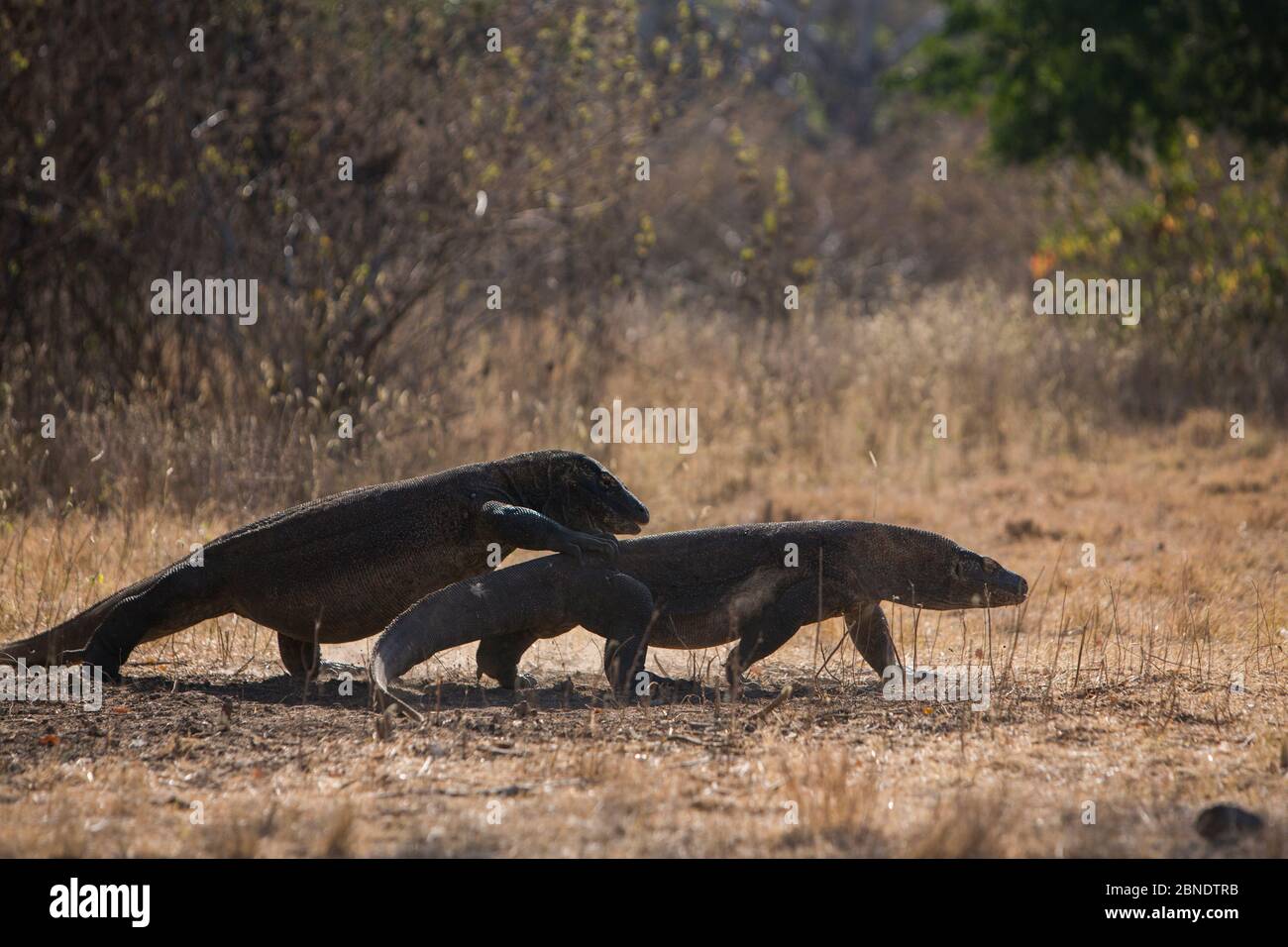 Two male Komodo dragons (Varanus komodoensis) fighting for a female in breeding season, Komodo National Park, Komodo Island, Indonesia. Vulnerable spe Stock Photo