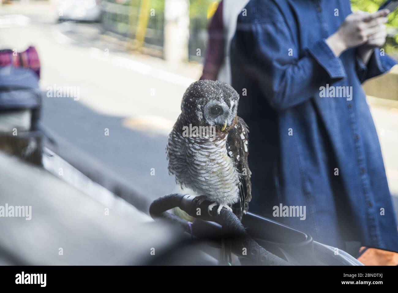 Pet owl outside Japanese cafe Stock Photo Alamy