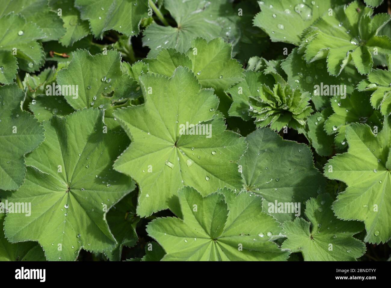 Frauenmantel  mit Tautropfen als wichtige Heilpflanze in der Frauenmedizin Stock Photo