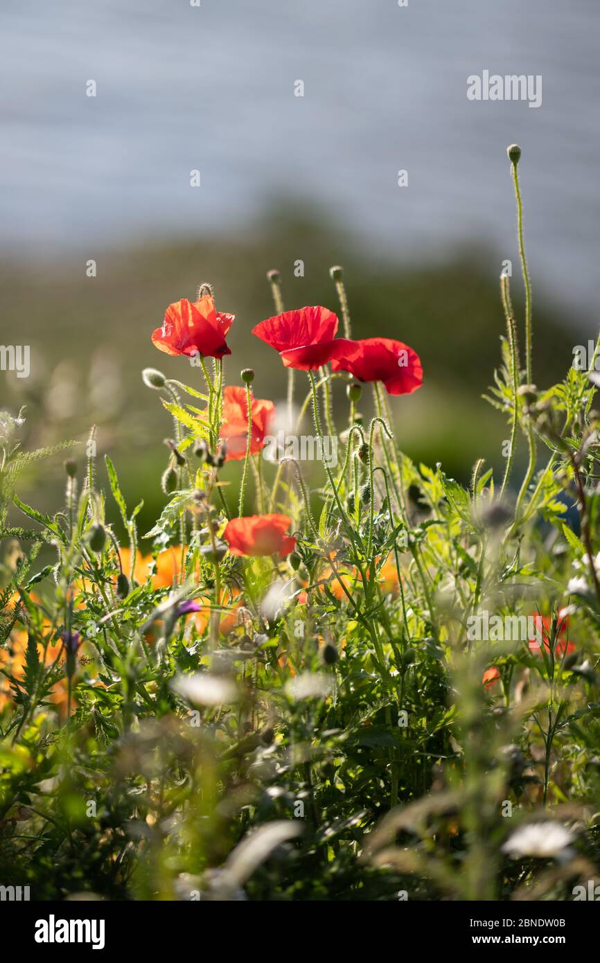 Poppies among the wild flowers along the Thames Path in Greenwich. Stock Photo