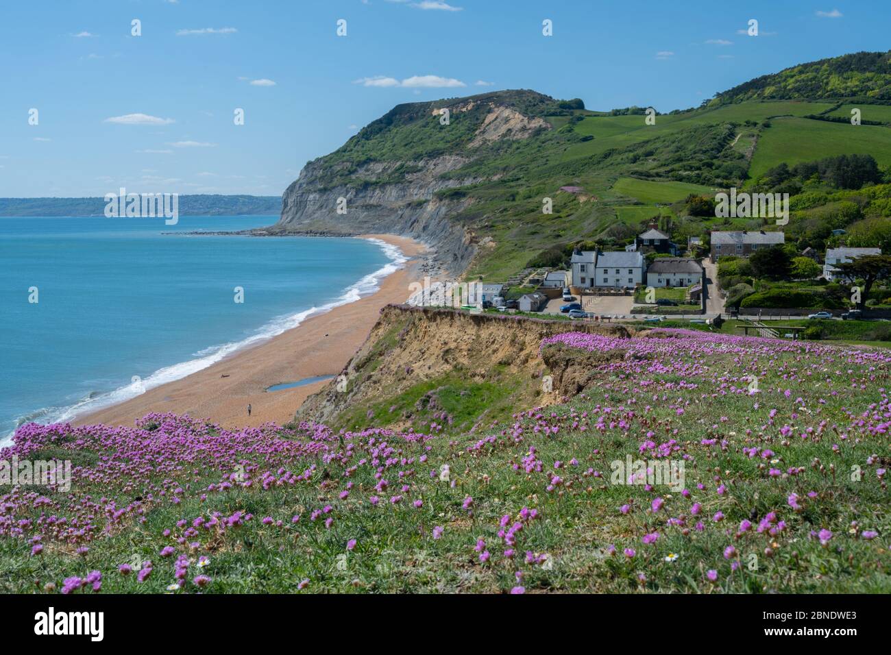 Seatown, West Dorset, UK. 14th May 2020. UK Weather: Sea thrift blooms on the Jurassic Coast near Golden Cap and the pretty hamlet of Seatown on a bright, sunny, but somewhat chilly afternoon. The Government's easing of the coronavirus restrictions has allowed greater freedom to travel for exercise, but some areas accross the county remain inaccessible to locals as Dorset Council operated car parks and public toilets remain closed at popular spots in attempt to deter an influx of visitors from outside the region. Credit: Celia McMahon/Alamy Live News. Stock Photo