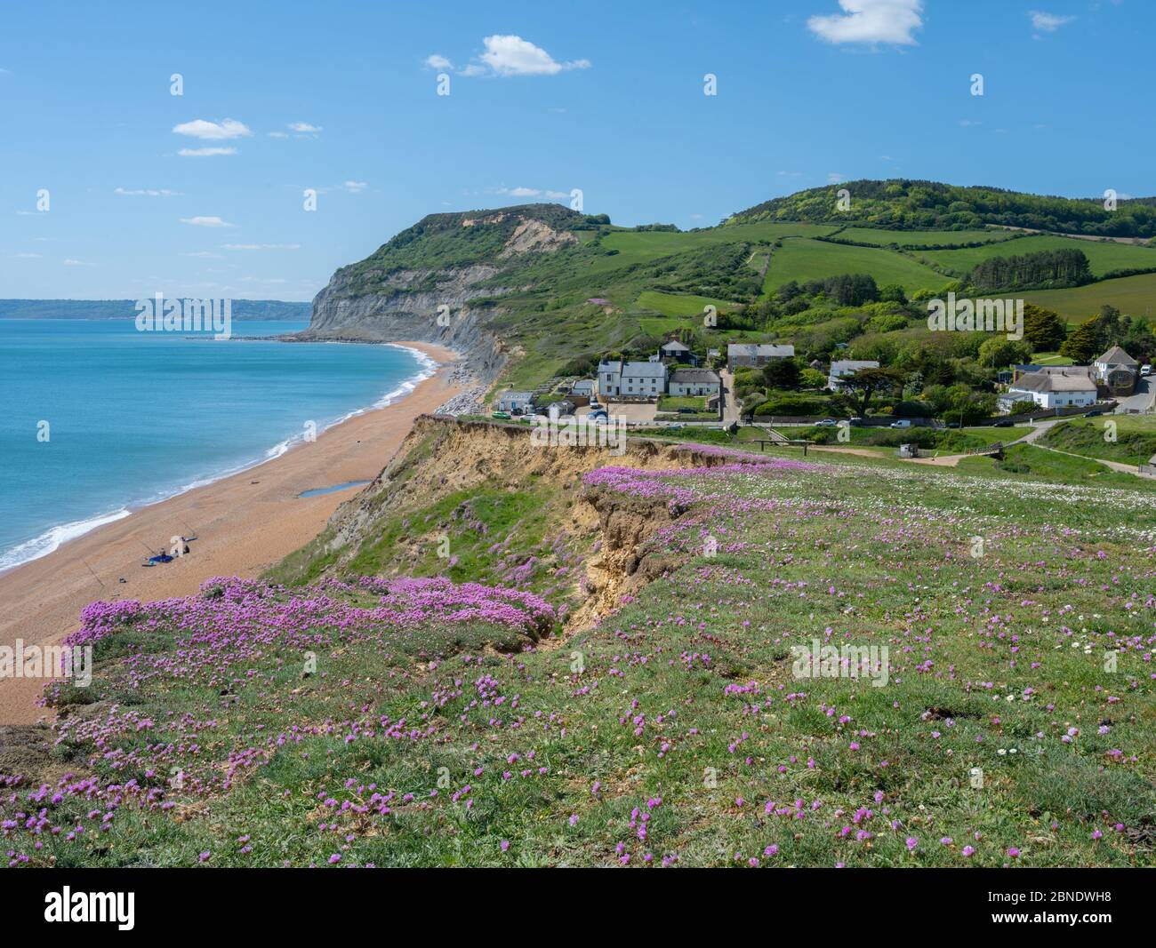 Seatown, West Dorset, UK. 14th May 2020. UK Weather: Sea thrift blooms on the Jurassic Coast near Golden Cap and the pretty hamlet of Seatown on a bright, sunny, but somewhat chilly afternoon. The Government's easing of the coronavirus restrictions has allowed greater freedom to travel for exercise, but some areas accross the county remain inaccessible to locals as Dorset Council operated car parks and public toilets remain closed at popular spots in attempt to deter an influx of visitors from outside the region. Credit: Celia McMahon/Alamy Live News. Stock Photo