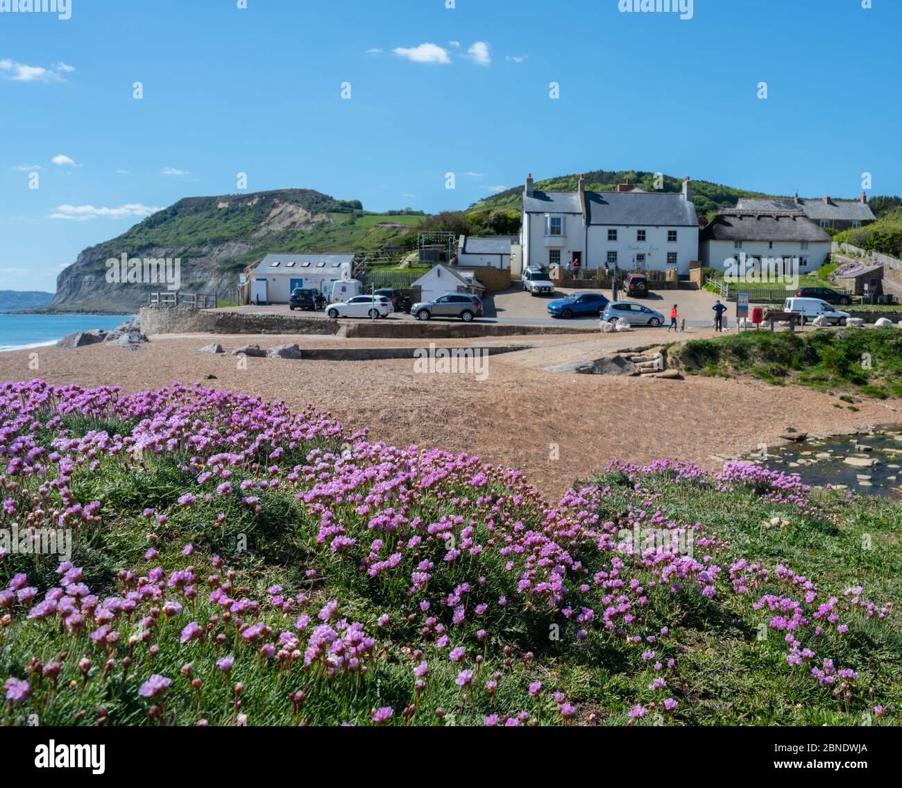 Seatown, West Dorset, UK. 14th May, 2020. UK Weather: Sea thrift blooms on the Jurassic Coast near the pretty hamlet of Seatown on a bright, sunny, but somewhat chilly afternoon. The Government's easing of the coronavirus restrictions has allowed greater freedom to travel for exercise, but some areas accross the counry remain inaccessible to locals as Dorset Council operated car parks and public toilets remain closed at popular spots in attempt to deter an influx of visitors from outside the region. Credit: Celia McMahon/Alamy Live News Stock Photo