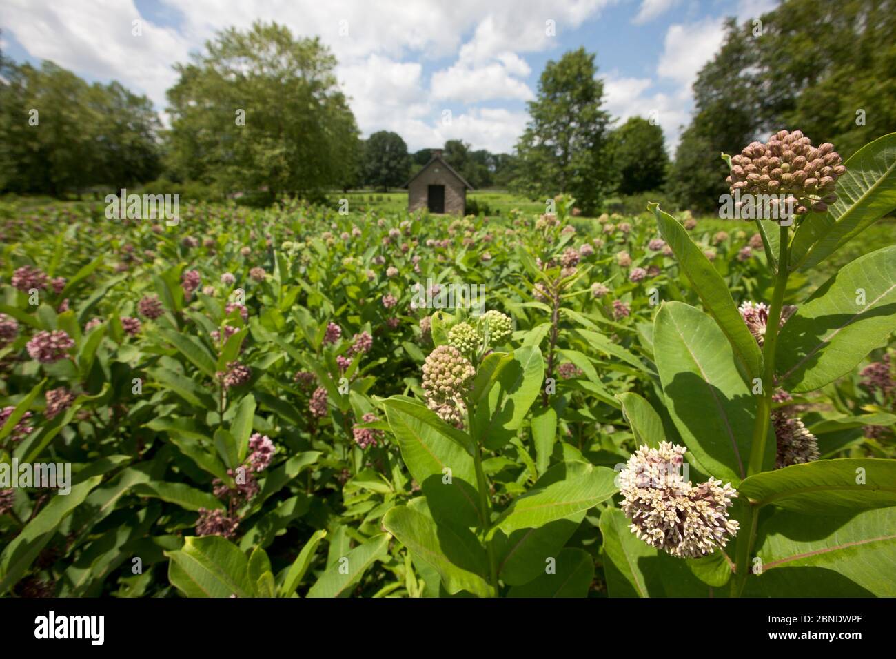 Common milkweed field (Asclepias syriaca) Morris Arboretum, Pennsylvania, USA, June. Stock Photo