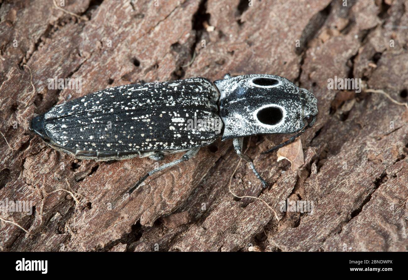 Snapping beetle hires stock photography and images Alamy