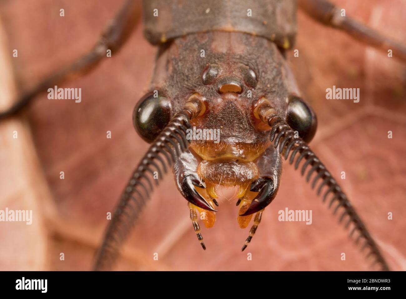 Summer fishfly (Chauliodes pectinicornis) close up,  Weymouth Furnace Park, New Jersey, USA, July. Stock Photo
