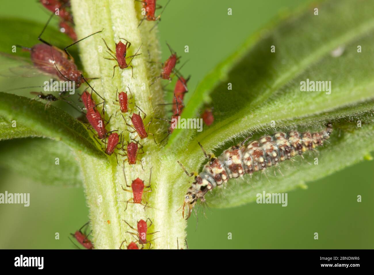 Green lacewing larva (Chrysopa) with Red goldenrod aphids (Uroleucon nigrotuberculatum) on goldenrod, Philadelphia; Pennsylvania, USA, July. Stock Photo