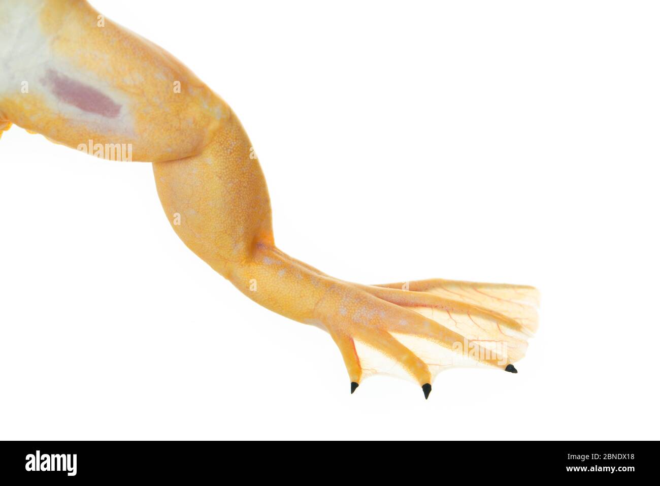 African clawed frog (Xenopus laevis) close up of foot, captive, occurs in Africa. Stock Photo