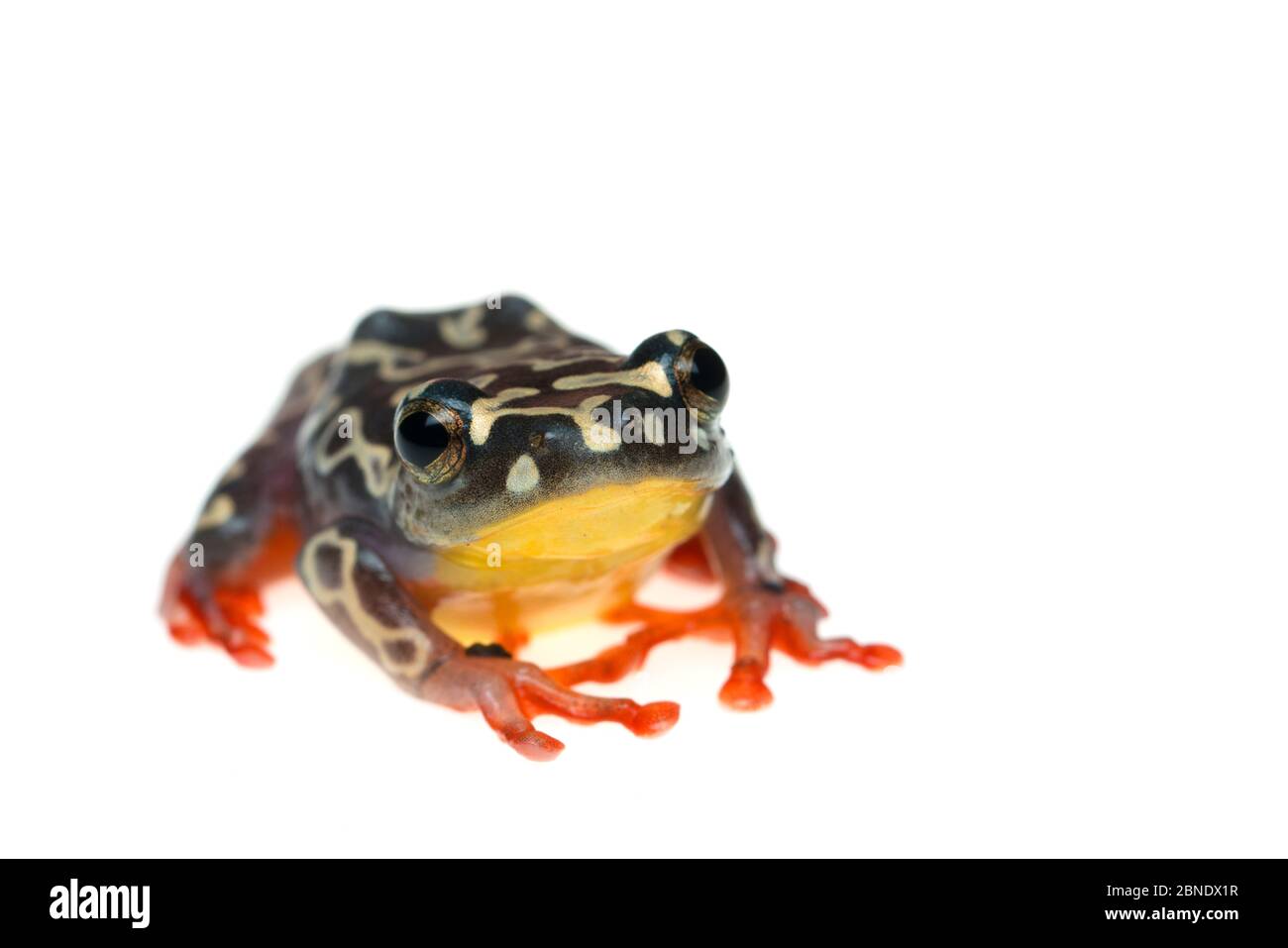 Riggenbach's reed frog (Hyperolius riggenbachi) captive, occurs in Africa. Vulnerable species. Stock Photo