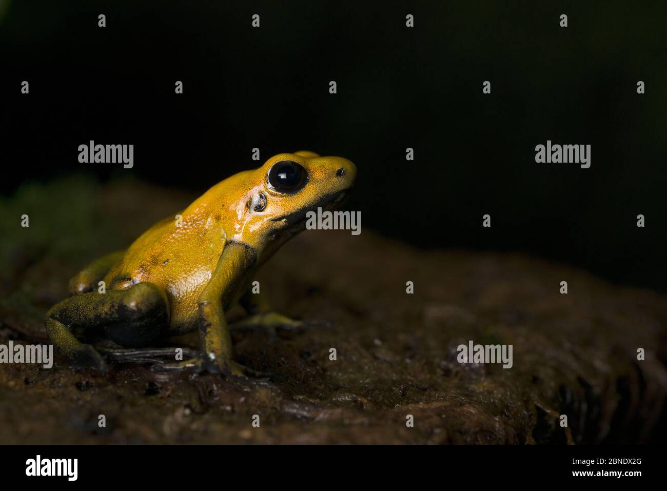 Black legged poison dart frog (Phyllobates bicolor) profile, captive endemic to Colombia. Stock Photo