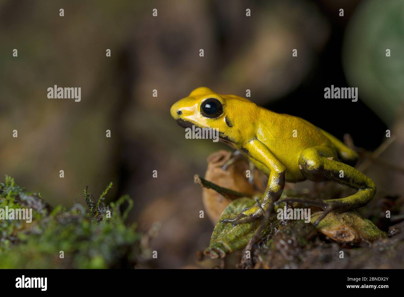 Black legged poison dart frog (Phyllobates bicolor) profile, captive endemic to Colombia. Stock Photo