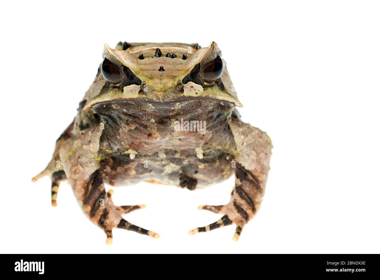 Javan horned frog (Megophrys montana) captive, occurs in Indonesia