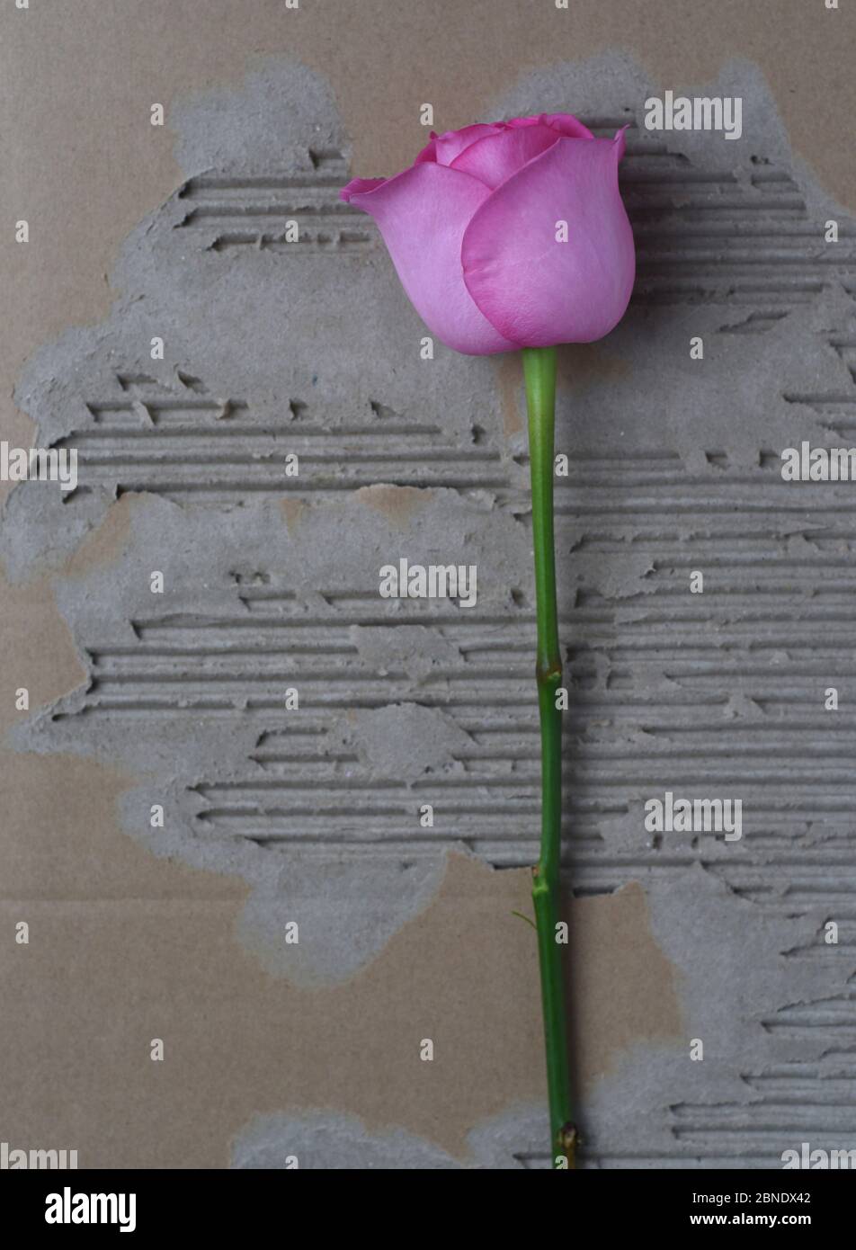 A vertical image of a pink rose bud flower with a long green stalk on a background of distressed and torn brown cardboard. Stock Photo