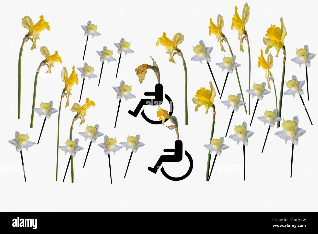Two old daffodils In wheelchairs surrounded by family group of younger daffodils and many very young daffodils. Concept: family gathering, family life. Stock Photo