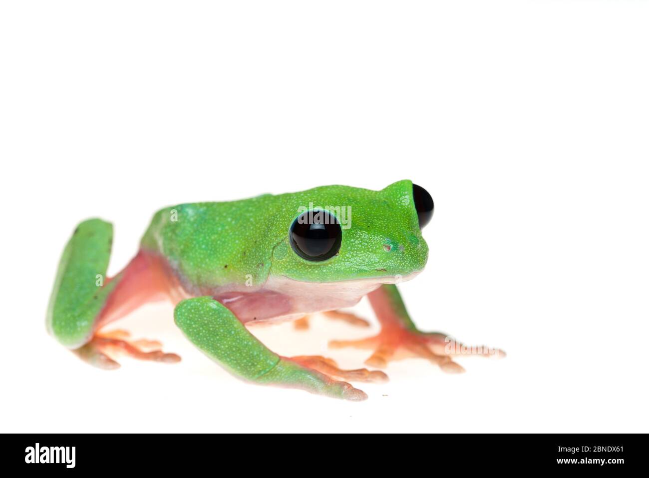 Black eyed frog agalychnis moreletii Cut Out Stock Images & Pictures Alamy
