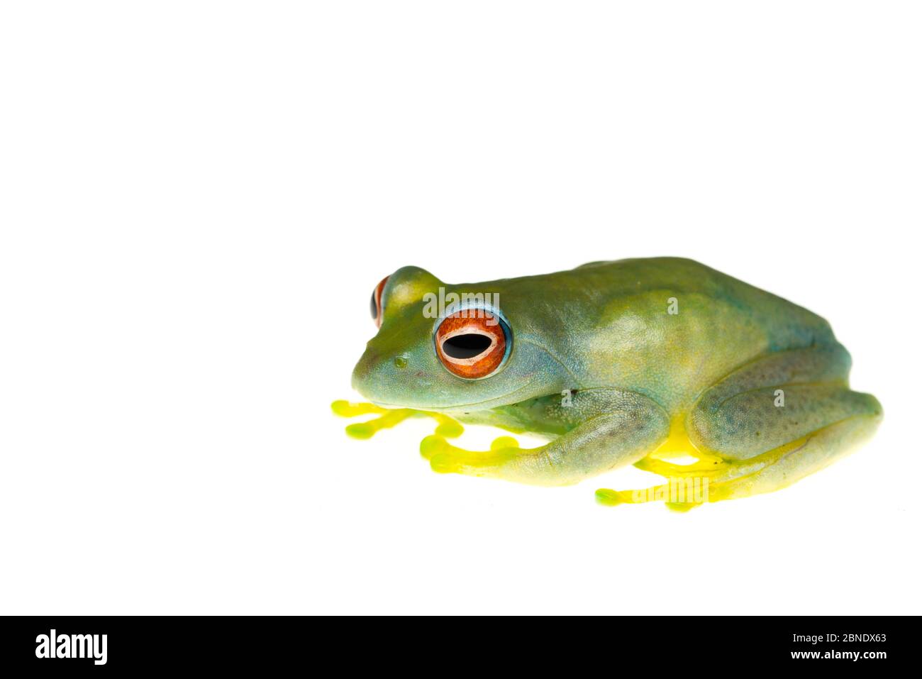 Red-eyed boophis frog (Boophis luteus) captive occurs in Madagascar. Stock Photo