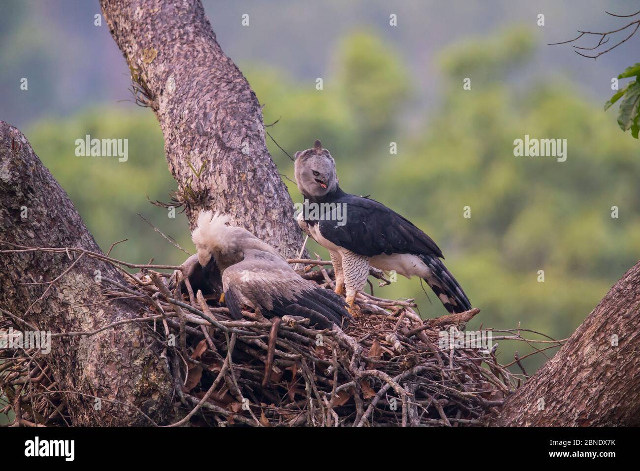 Stock photo of Harpy eagle chick, 5month-old, stretching wings (Harpia  harpyja) on nest…. Available for sale on