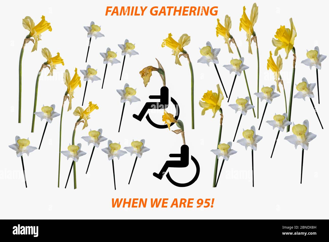 Two old daffodils In wheelchairs surrounded by family group of younger daffodils and many very young daffodils. Concept: family gathering, family life. Stock Photo