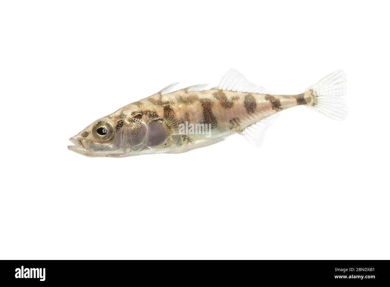 Three-spined stickleback (Gasterosteus aculeatus) adult with 'leiurus form'. The Netherlands, October, Meetyourneighbours.net project Stock Photo