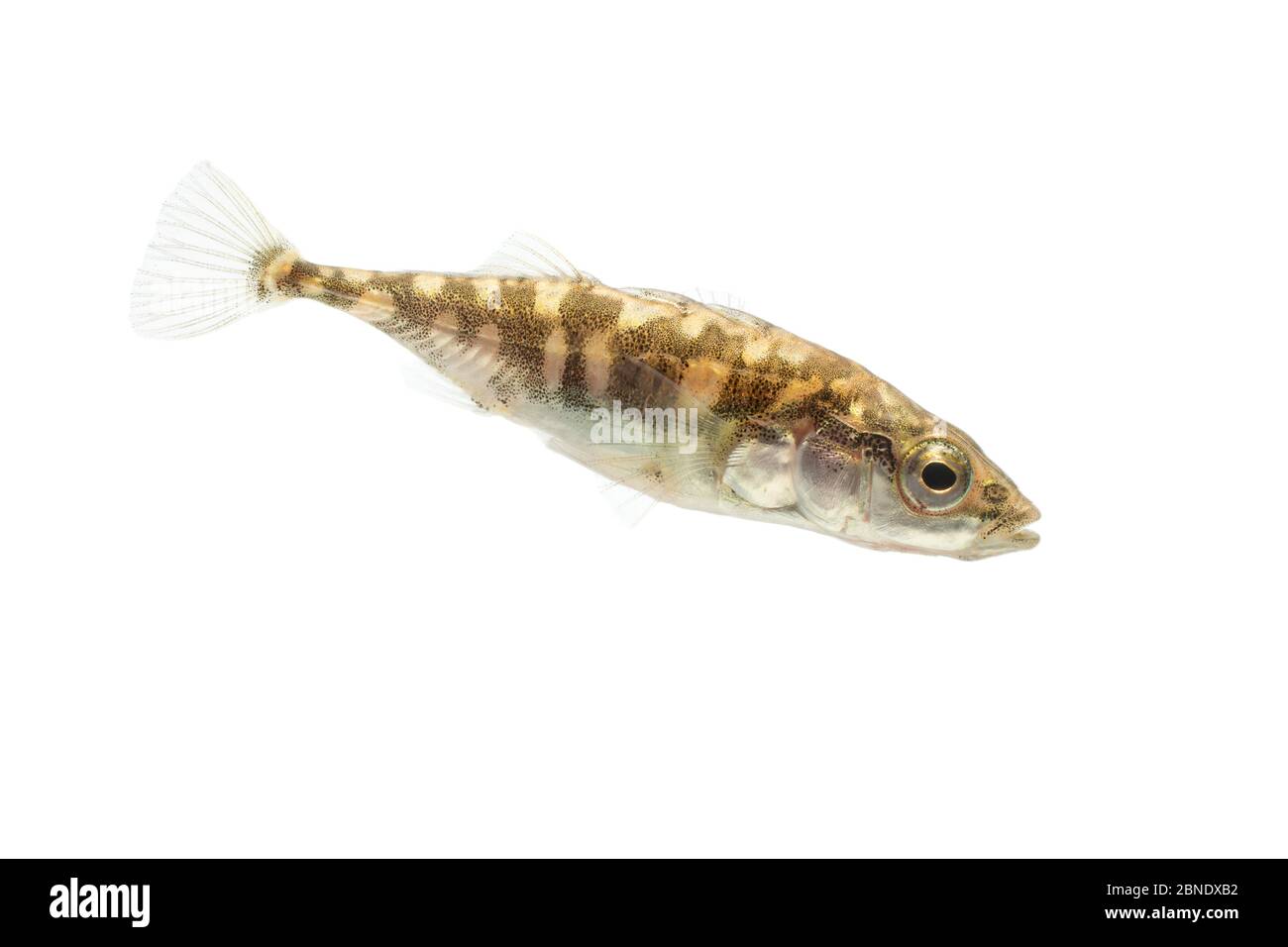 Three-spined stickleback (Gasterosteus aculeatus) adult with 'leiurus form'. The Netherlands, October, Meetyourneighbours.net project Stock Photo