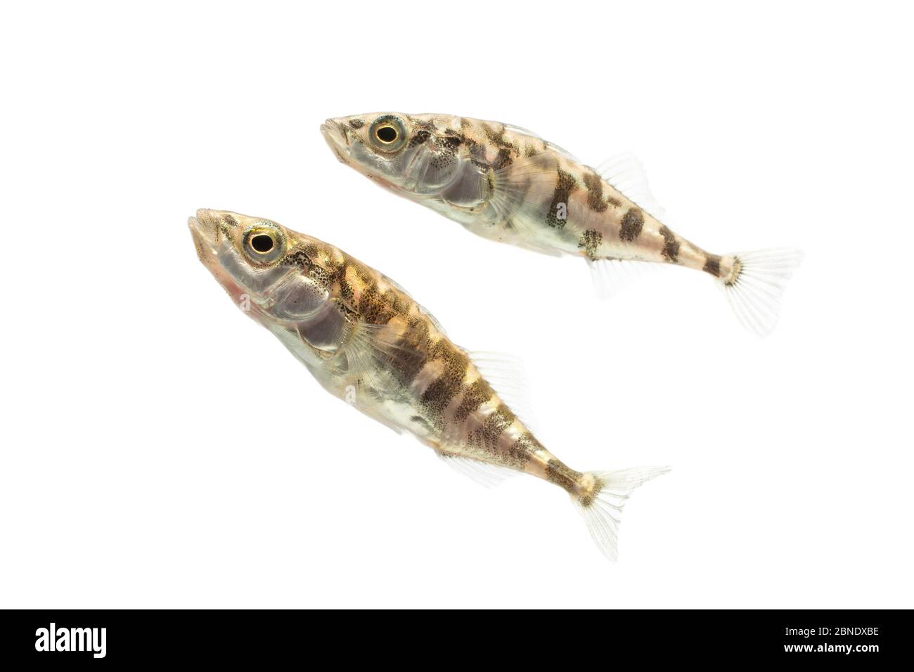 Three-spined stickleback (Gasterosteus aculeatus) two adults with 'leiurus form'. The Netherlands, October, Meetyourneighbours.net project Stock Photo