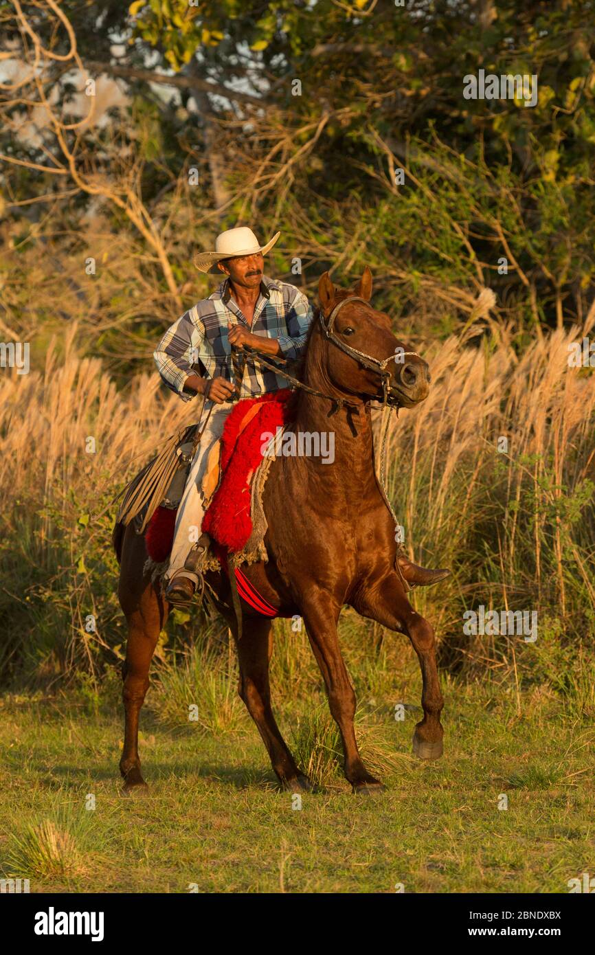 Peões pantaneiros tocando boiada com chicote de metal no Pantanal, Pantanal cowboys escorting the cattle with metal whip in Pantanal