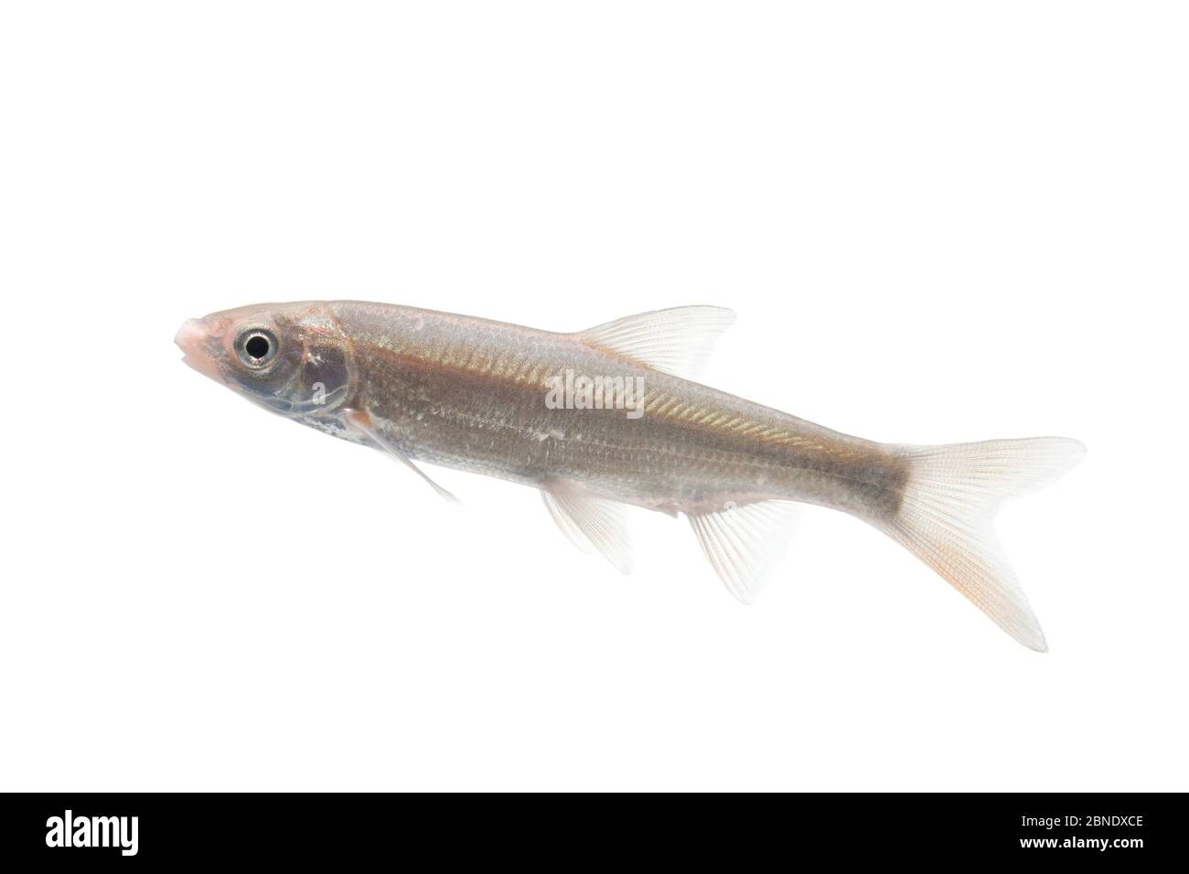 Common nase (Chondrostoma nasus) juvenile, The Netherlands, June, Meetyourneighbours.net project Stock Photo