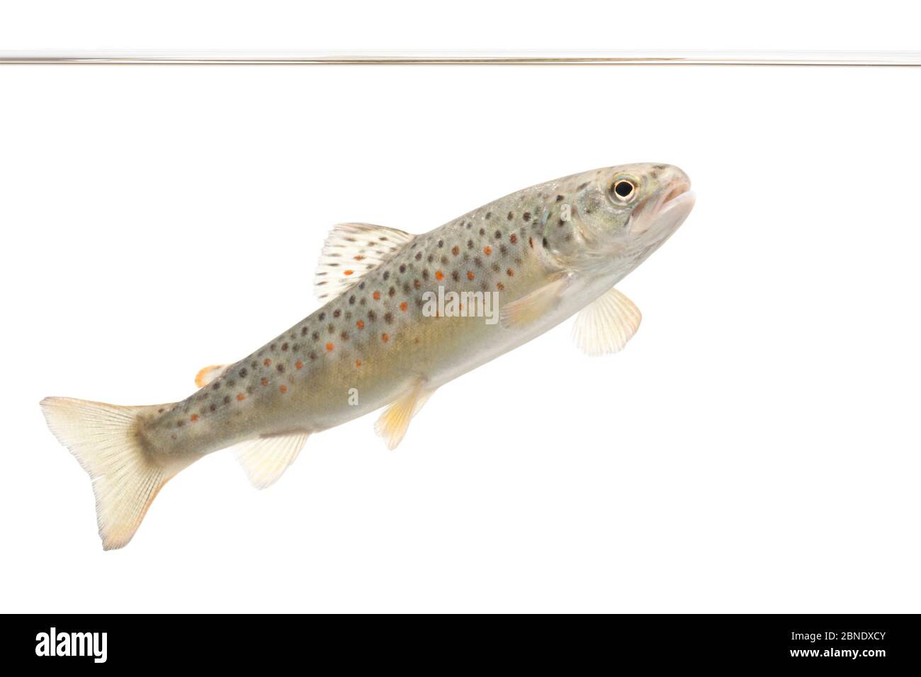 Brown trout (Salmo trutta fario) juvenile, The Netherlands, May, Meetyourneighbours.net project Stock Photo