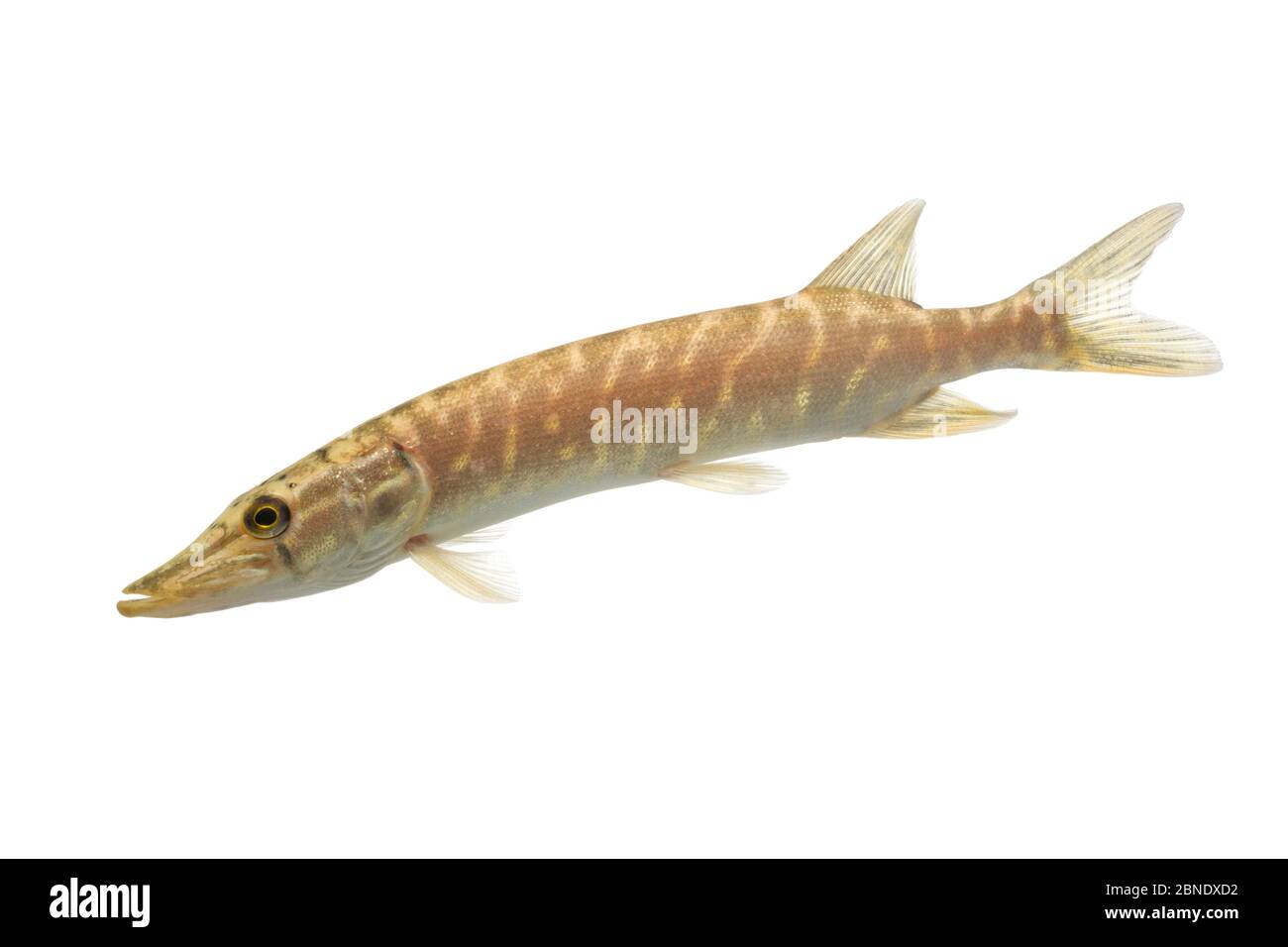 Northern Pike (Esox lucius) juvenile, The Netherlands, October, Meetyourneighbours.net project Stock Photo