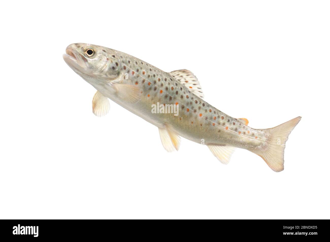Brown trout (Salmo trutta fario) juvenile, The Netherlands, May, Meetyourneighbours.net project Stock Photo