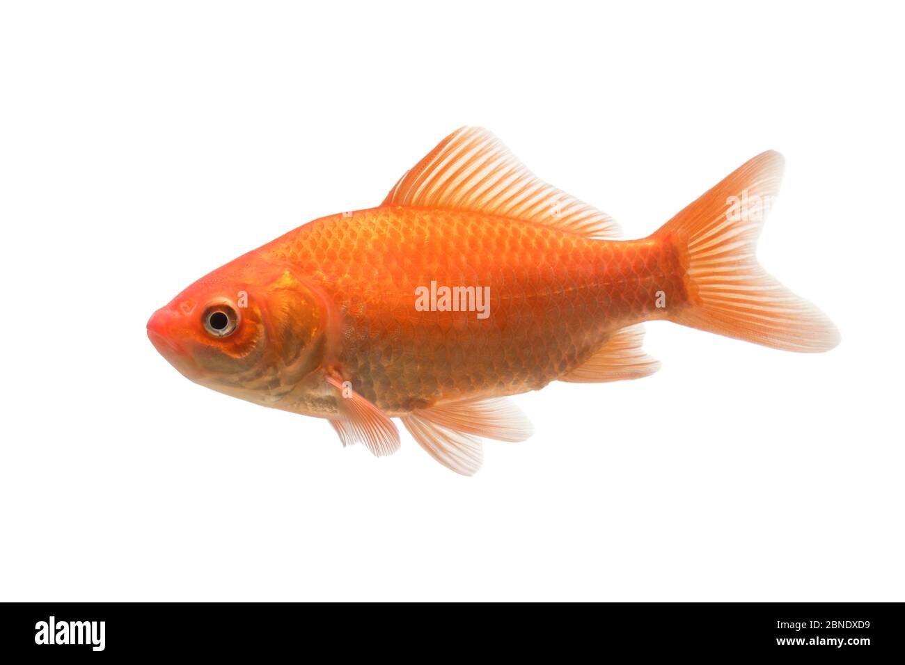 Goldfish (Carassius auratus auratus) adult, The Netherlands, June,  Meetyourneighbours.net project Stock Photo - Alamy