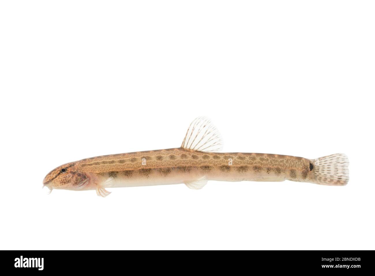 Spined loach (Cobitis taenia) adult, The Netherlands, October, Meetyourneighbours.net project Stock Photo