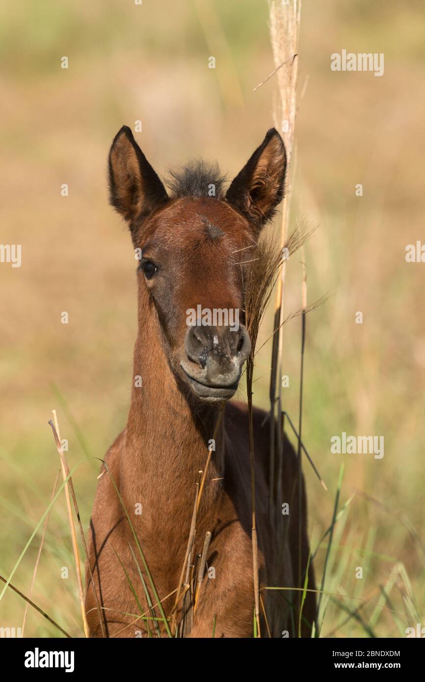 Portrait of a wild Pantaneiro four-month old colt or foal, Pantanal, Mato Grosso do Sul, Brazil. August 2015. Stock Photo