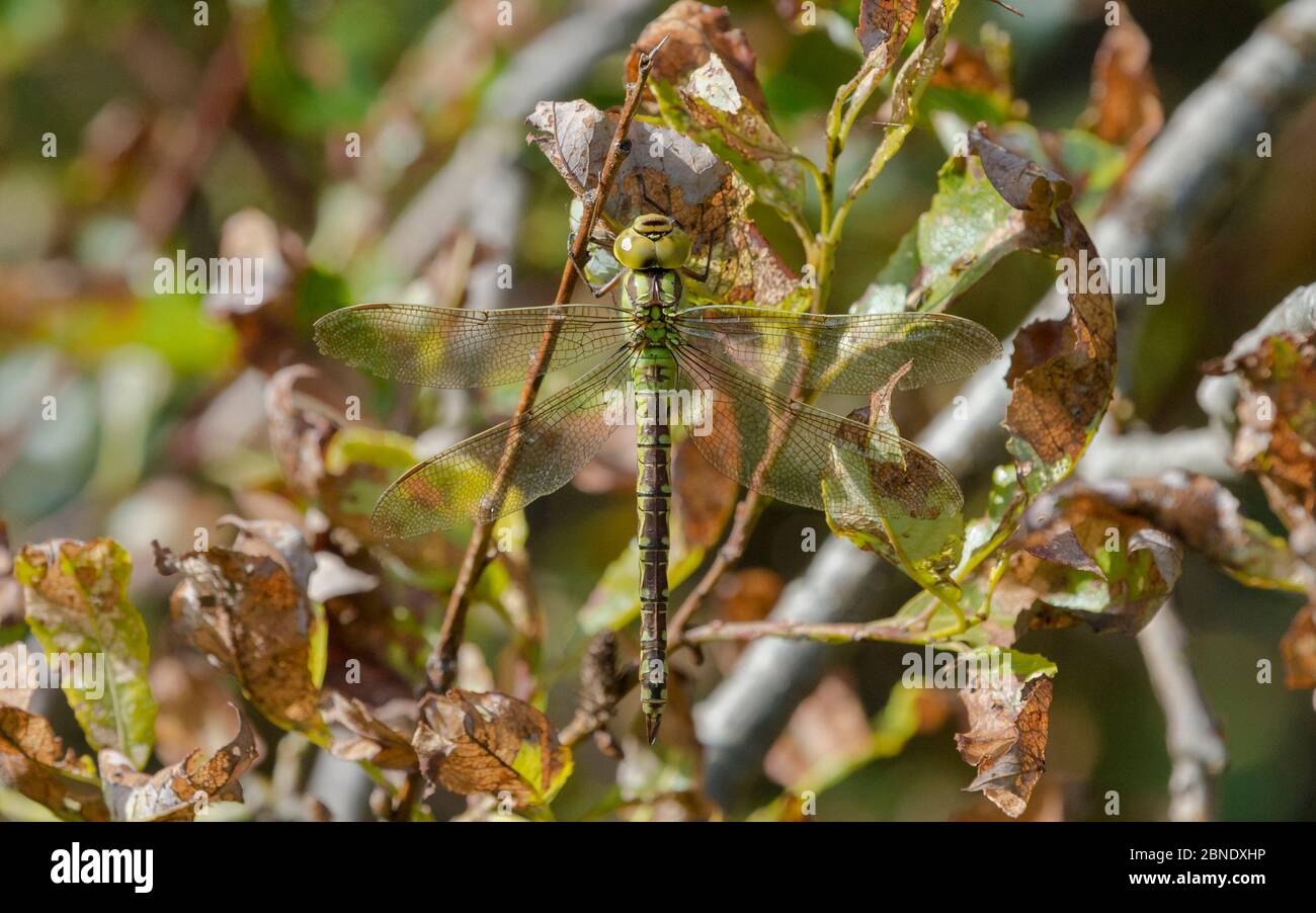 Green hawker dragonfly (Aeshna viridis), female resting, Northern Ostrobothnia, Finland, August. Stock Photo