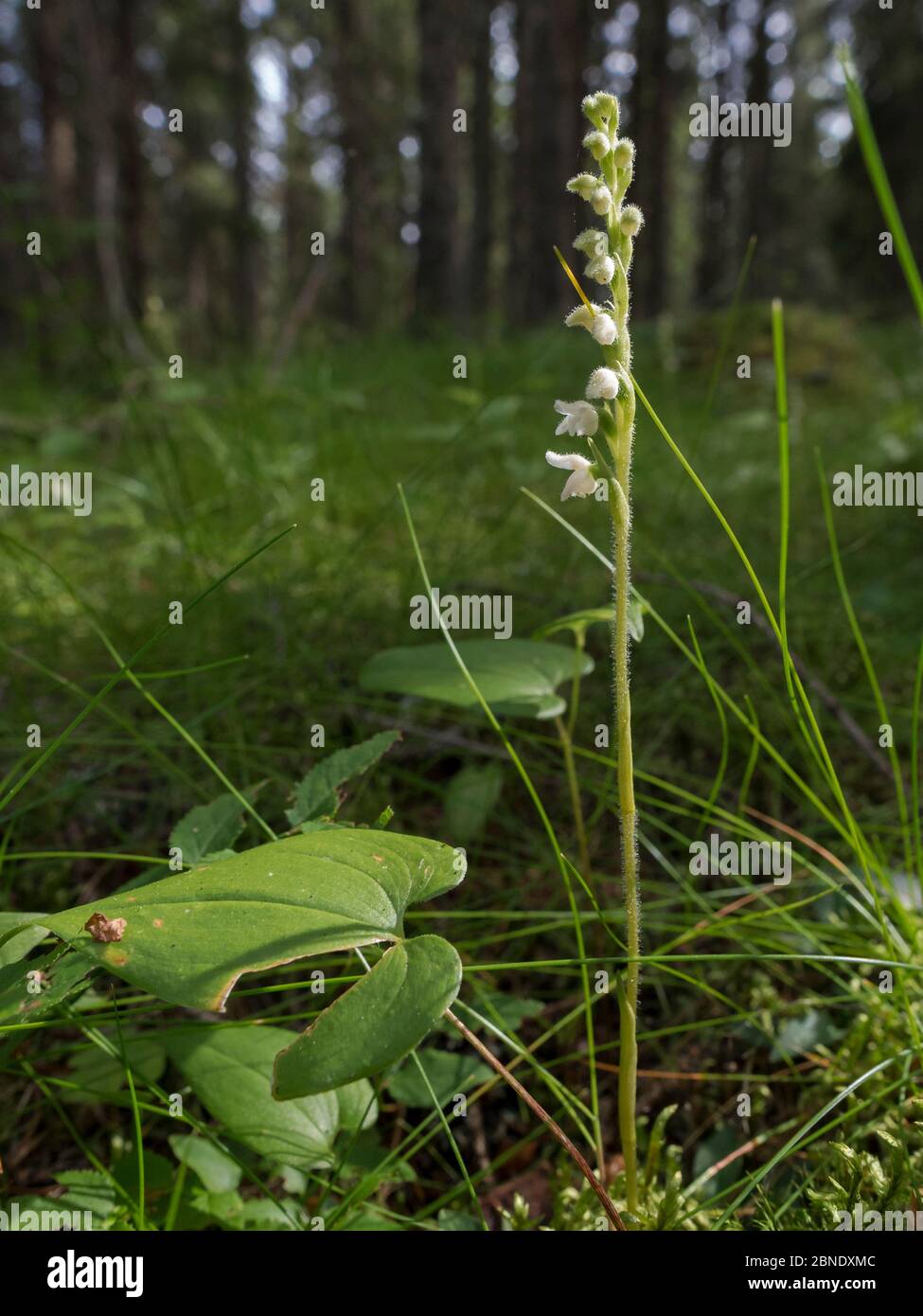 Creeping lady's-tresses (Goodyera repens), blooming in woodland habitat, Toivakka, Finland, August. Stock Photo