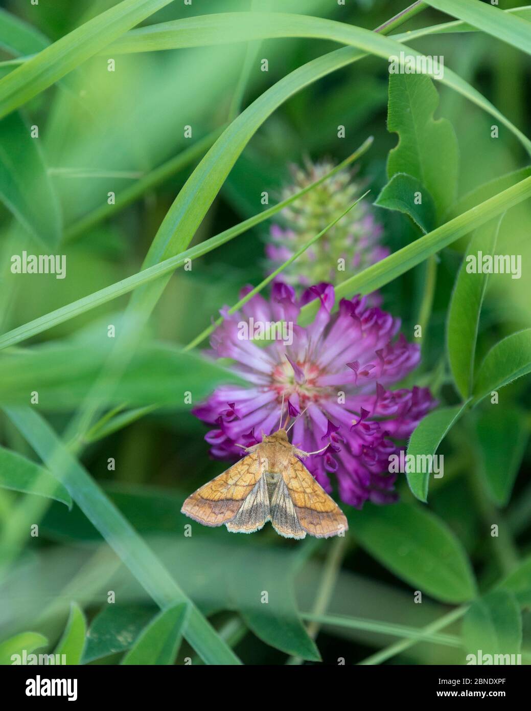 Bordered sallow moth (Pyrrhia umbra) on flower, Uusimaa, Finland, July. Stock Photo