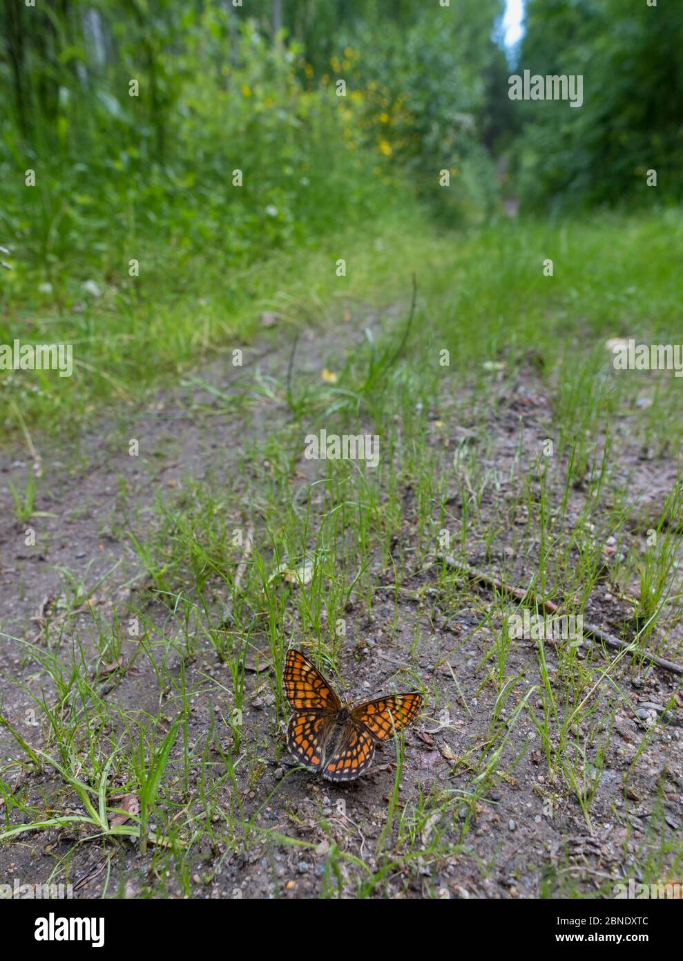 Scarce fritillary butterfly (Euphydryas maturna) female in habitat, Finland, July. Stock Photo