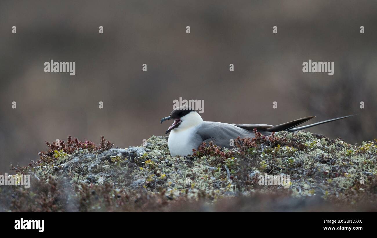 Longtailed skua / Jaeger (Stercorarius longicaudus), nesting female