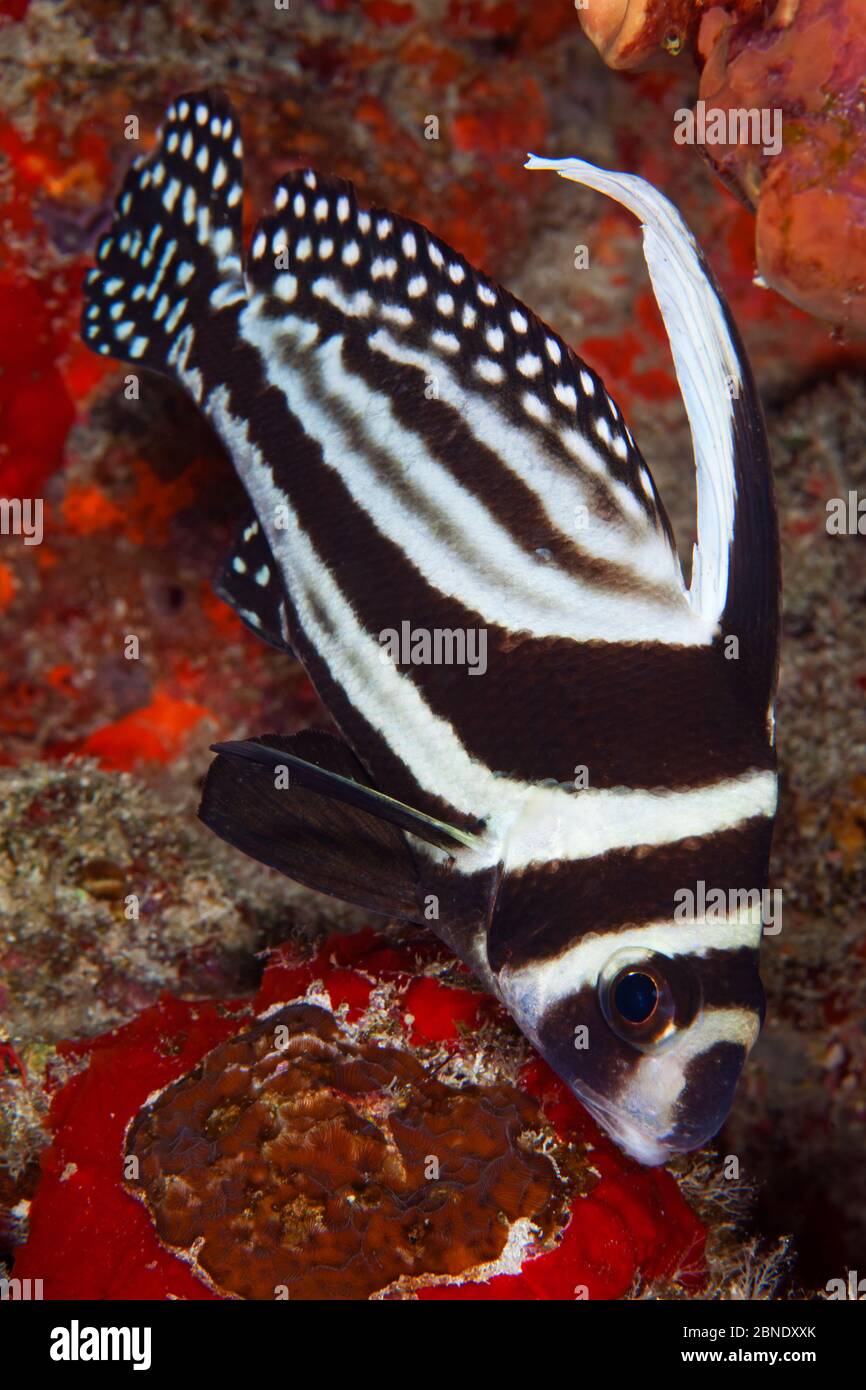 Spotted drum fish (Equetus punctatus) Puerto Morelos National Park, Caribbean Sea, Mexico, February Stock Photo