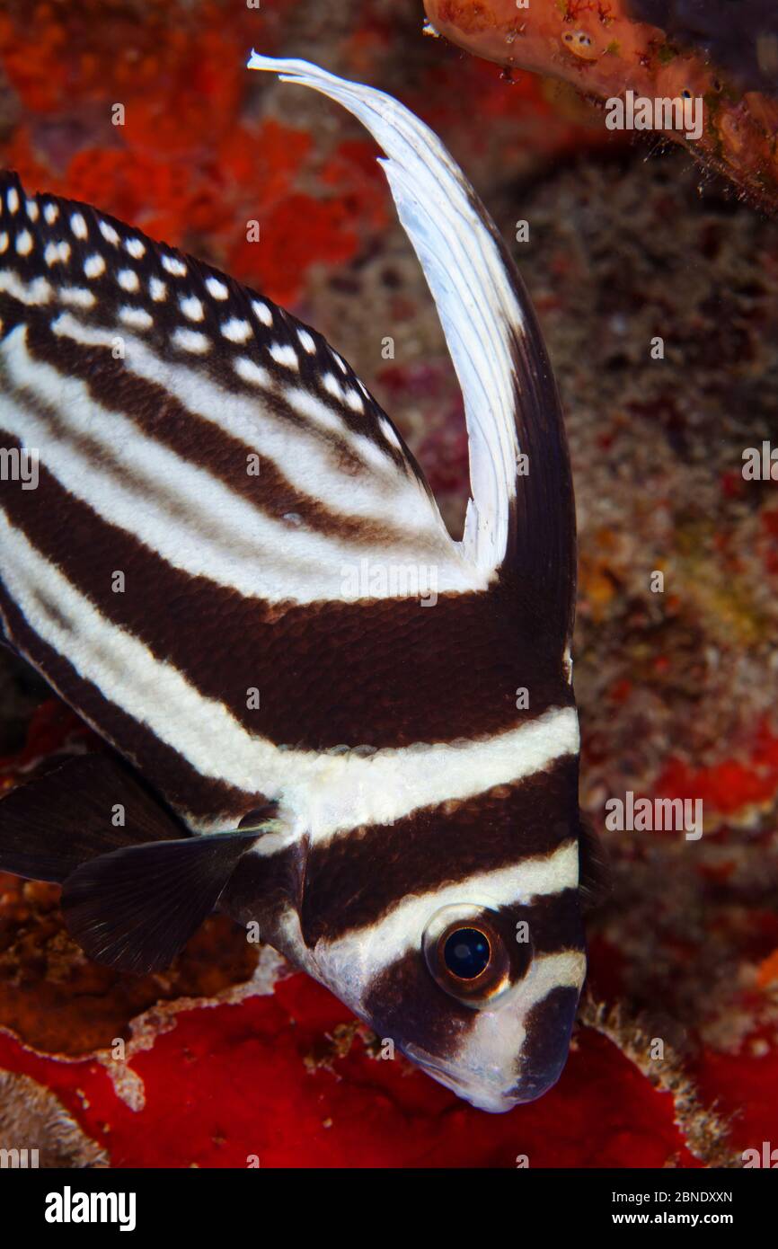 Spotted drum fish (Equetus punctatus) Puerto Morelos National Park, Caribbean Sea, Mexico, February Stock Photo