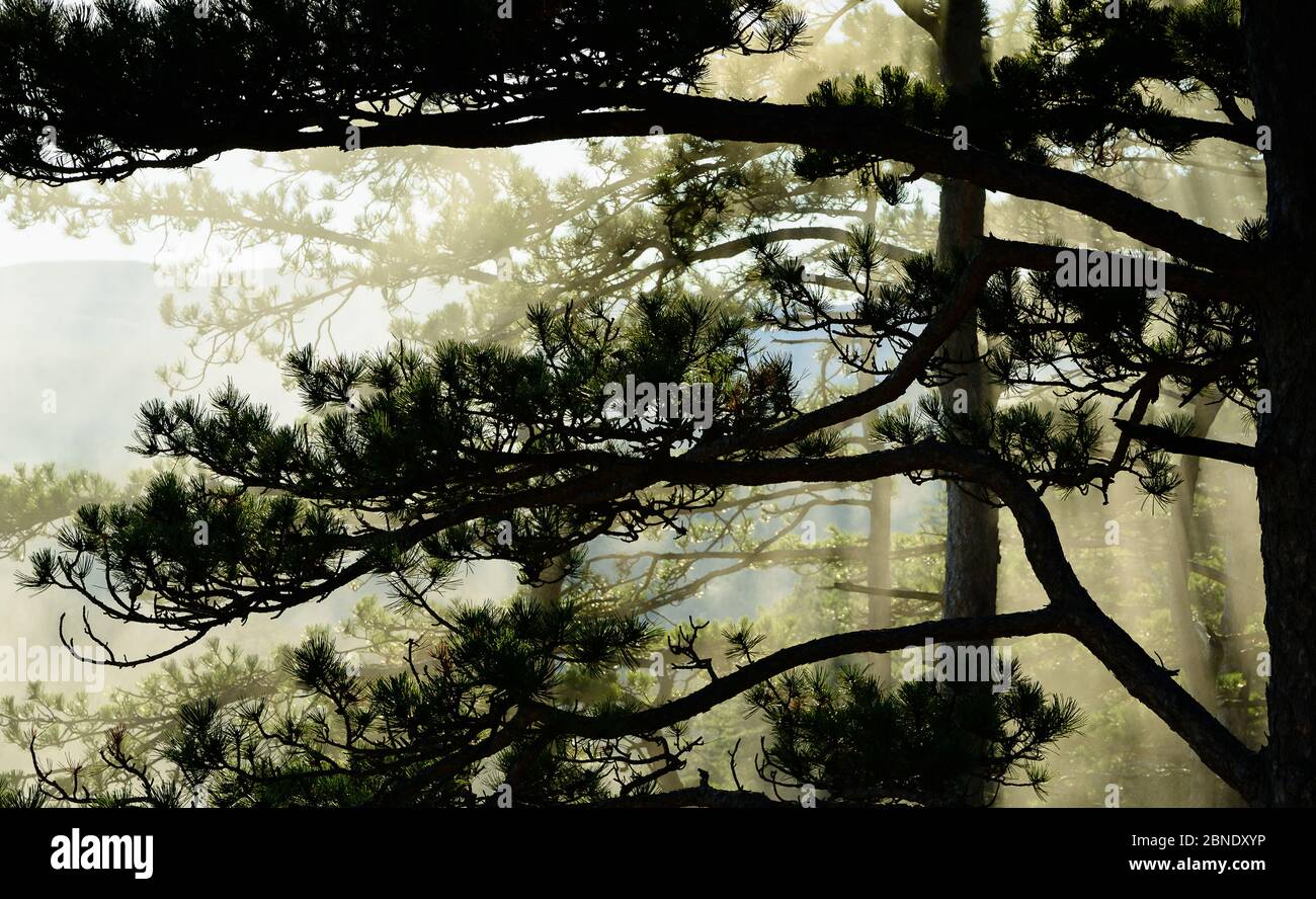 Sun through pine trees hires stock photography and images Alamy