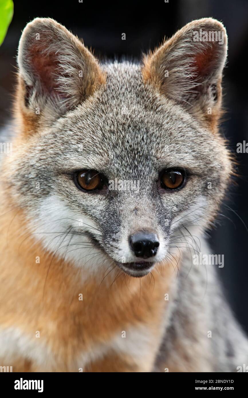 Grey fox (Urocyon cinereoargenteus) captive, Mexico City, September Stock  Photo - Alamy