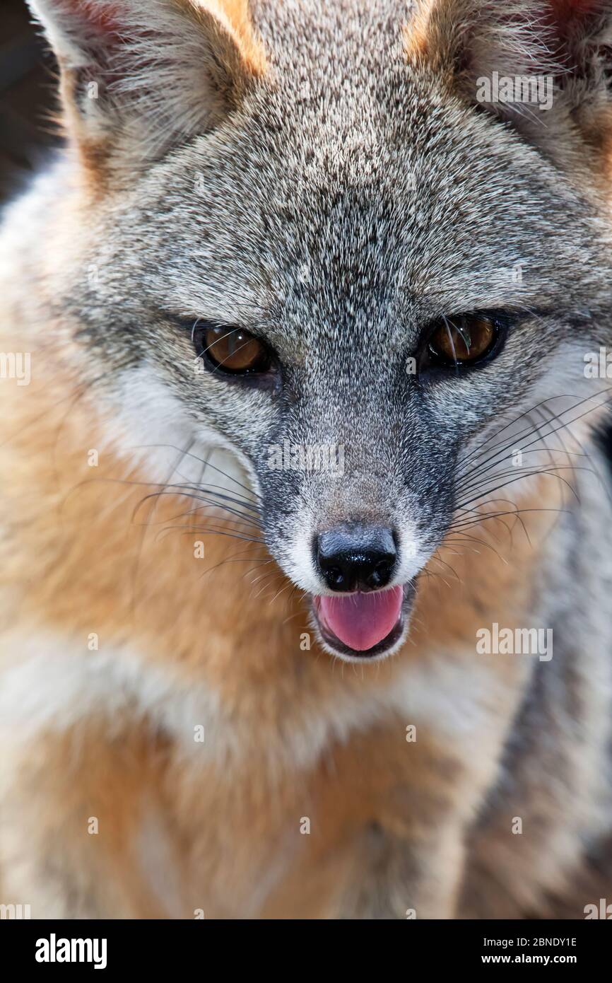 Grey fox (Urocyon cinereoargenteus) Mexico City, September. Captive. Stock Photo